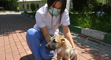 Osmangazi’den Hem Toplumu Hem de Hayvanları Koruyan Çalışma    