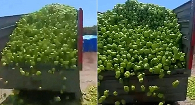  Bursa'da üretici biberlerini çöpe döktü