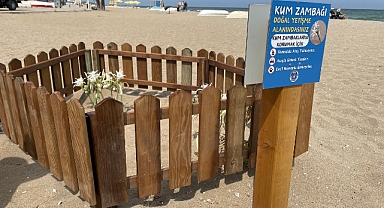 Bursa sahillerinde görülen ‘kum zambakları’ koruma altında