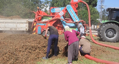 Fındık hasadı başladı!
