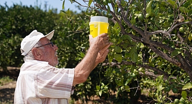 Karaburun’da narenciye kalitesi artıyor