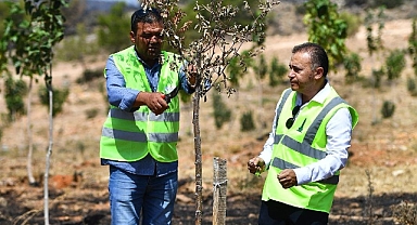Yangınların etkilediği 15 bin ağaç tedavi edilerek hayatta tutulacak