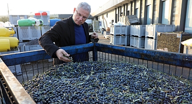 Mudanya Belediyesi Zeytinde Kendi Markasını Yaratacak