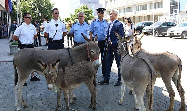 Kosova Meclisinde eşeklerle protesto: Başbakan kırk birinci defa seçilemedi