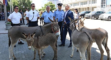 Kosova Meclisinde eşeklerle protesto: Başbakan kırk birinci defa seçilemedi