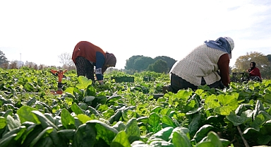 Osmangazi Belediyesi Doğal Üretimle Sofralara Sağlık Sunuyor