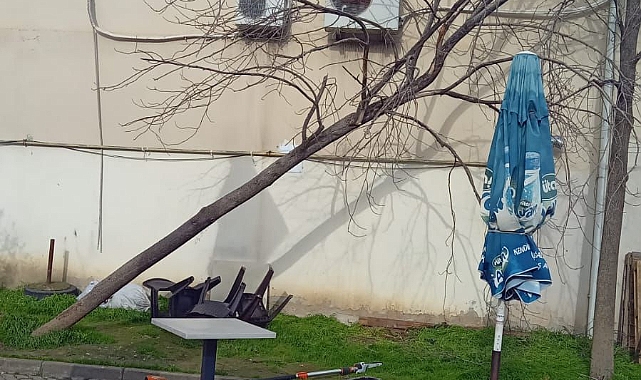 Şiddetli Lodosun Devirdiği Ağaçlara Osmangazi Belediyesi’nden Anında Müdahale
