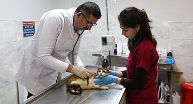 Yaralı kediye Büyükşehir şefkati